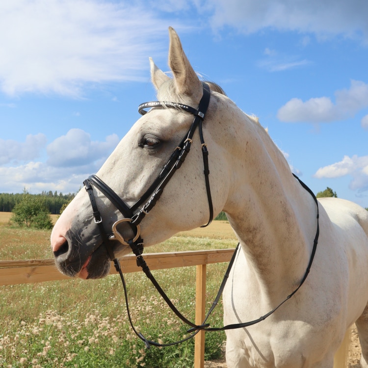 Bride Equestrian Essentials Vital, avec rênes