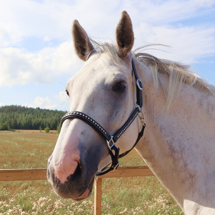 Equestrian Essentials Halter Softy with Crystals