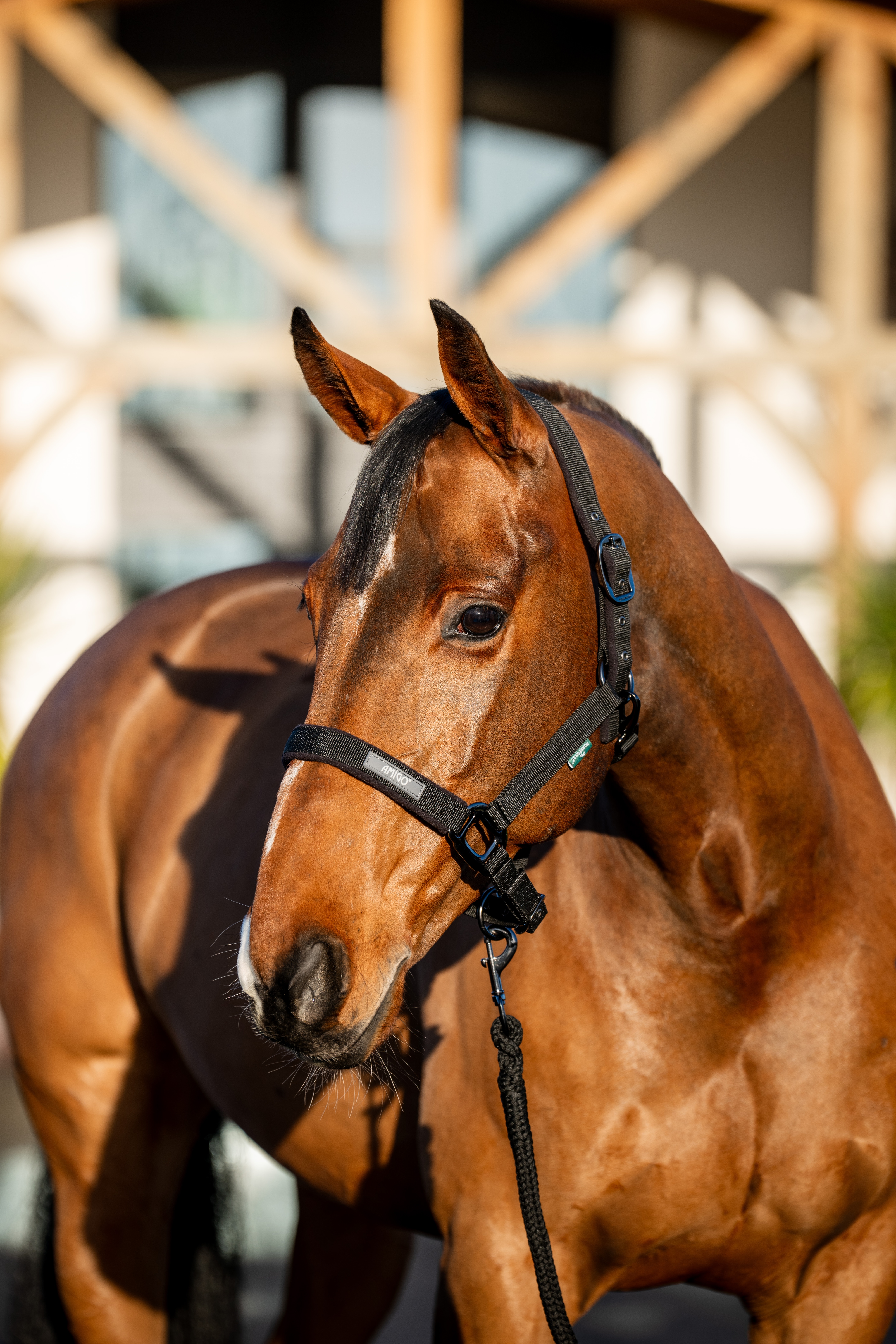 Horseware Amigo Headcollar and Lead Rope Set