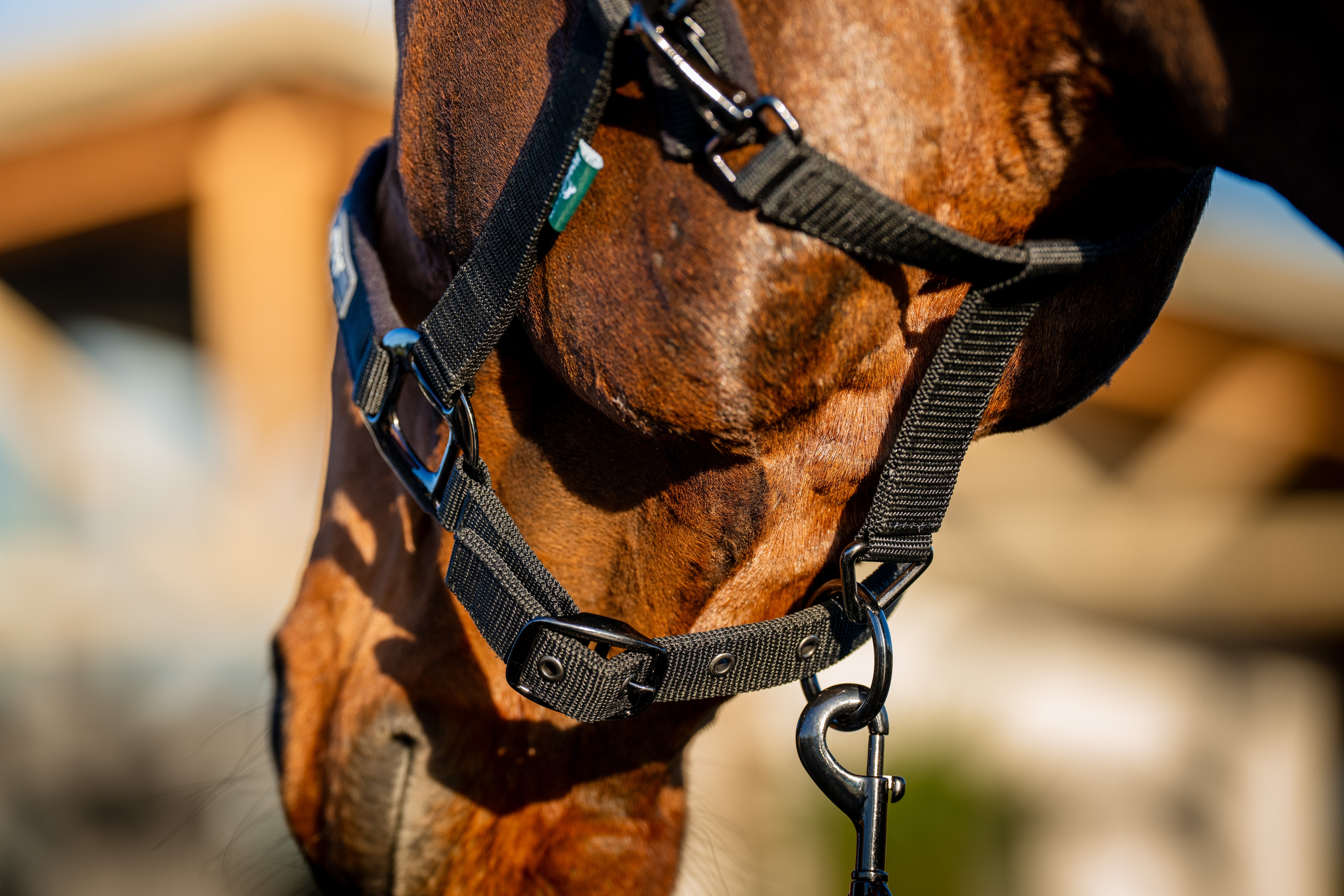 Conjunto de Cabezada y Rienda Amigo de Horseware