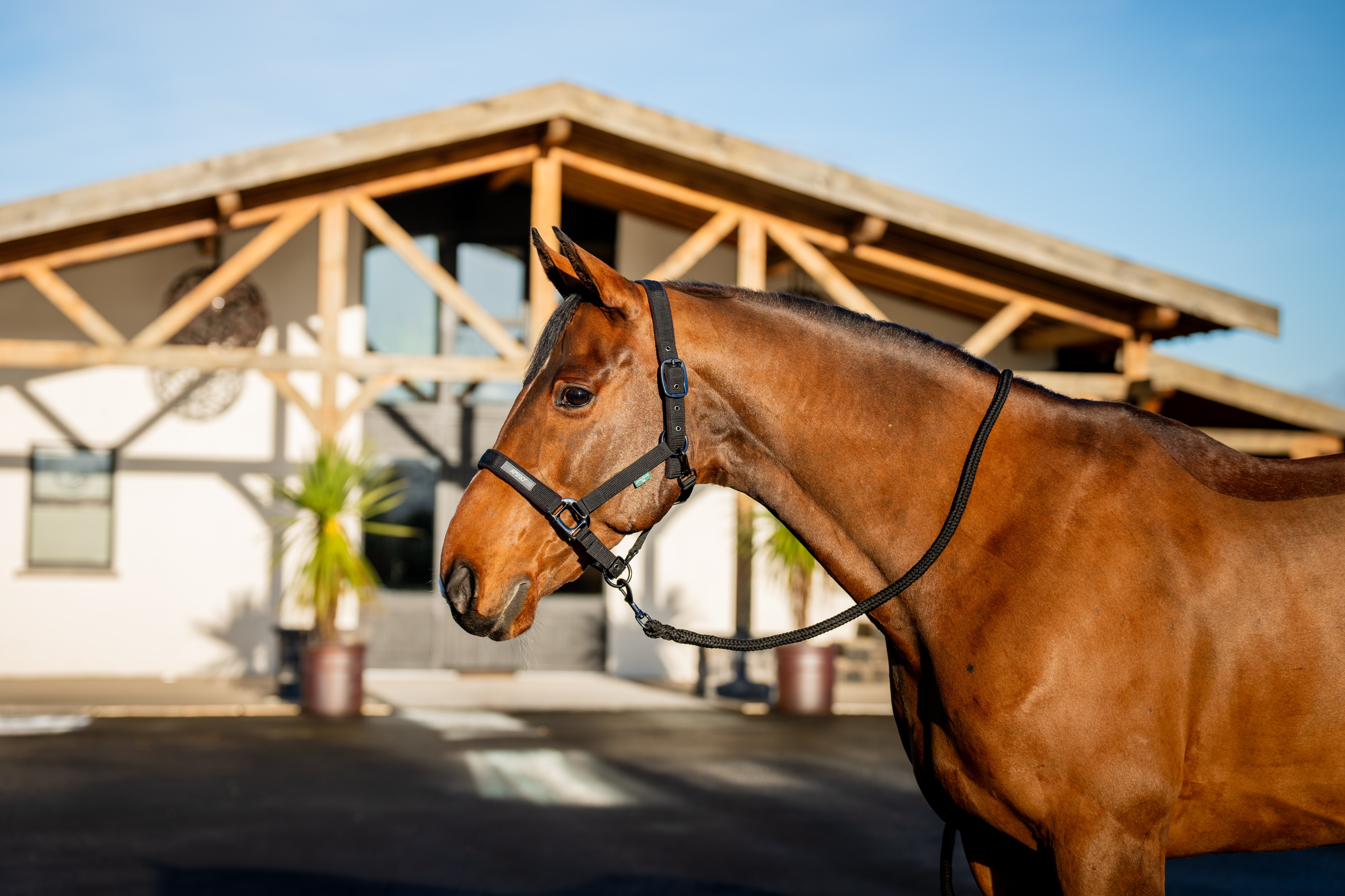 Conjunto de Cabezada y Rienda Amigo de Horseware