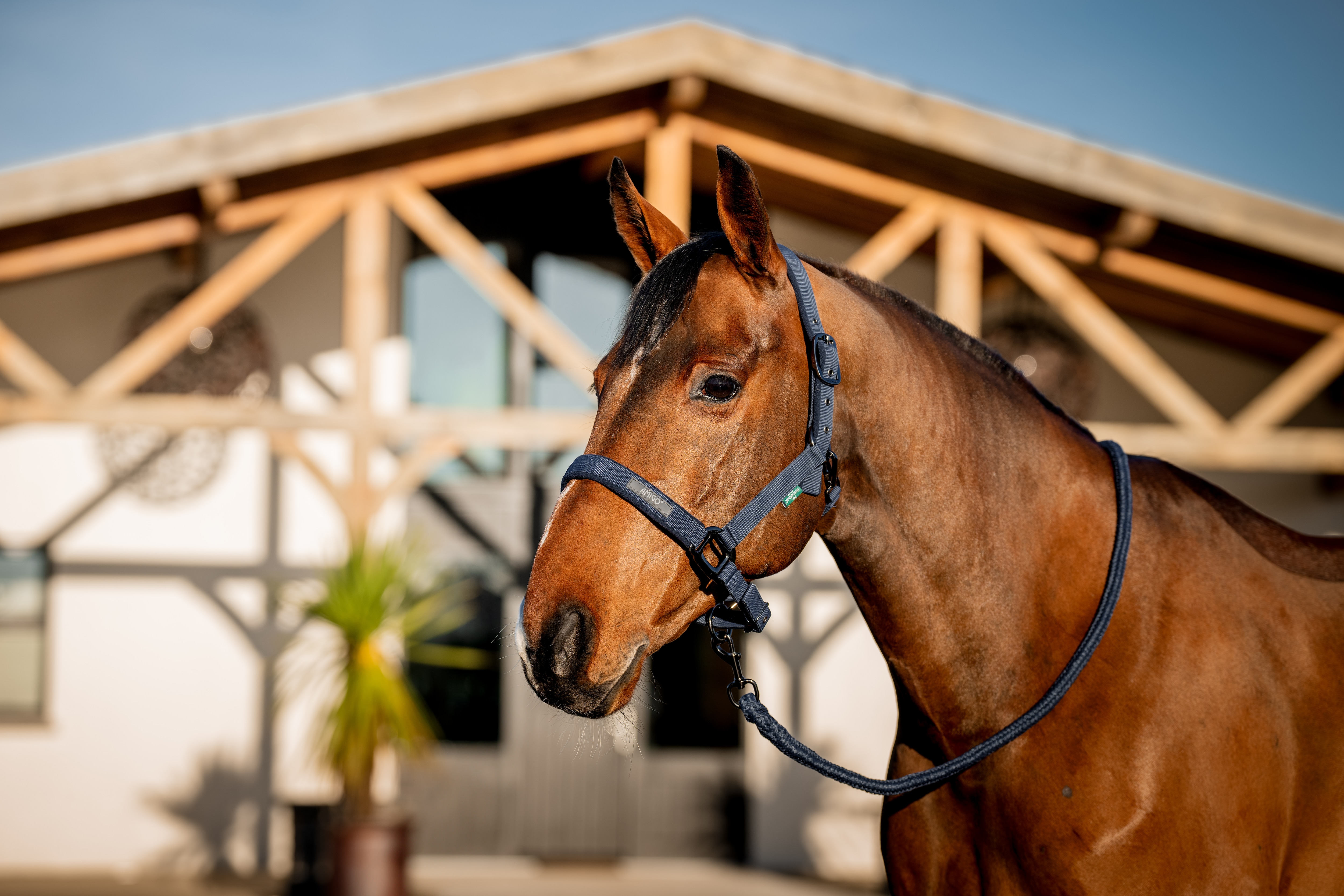 Conjunto de Cabezada y Rienda Amigo de Horseware