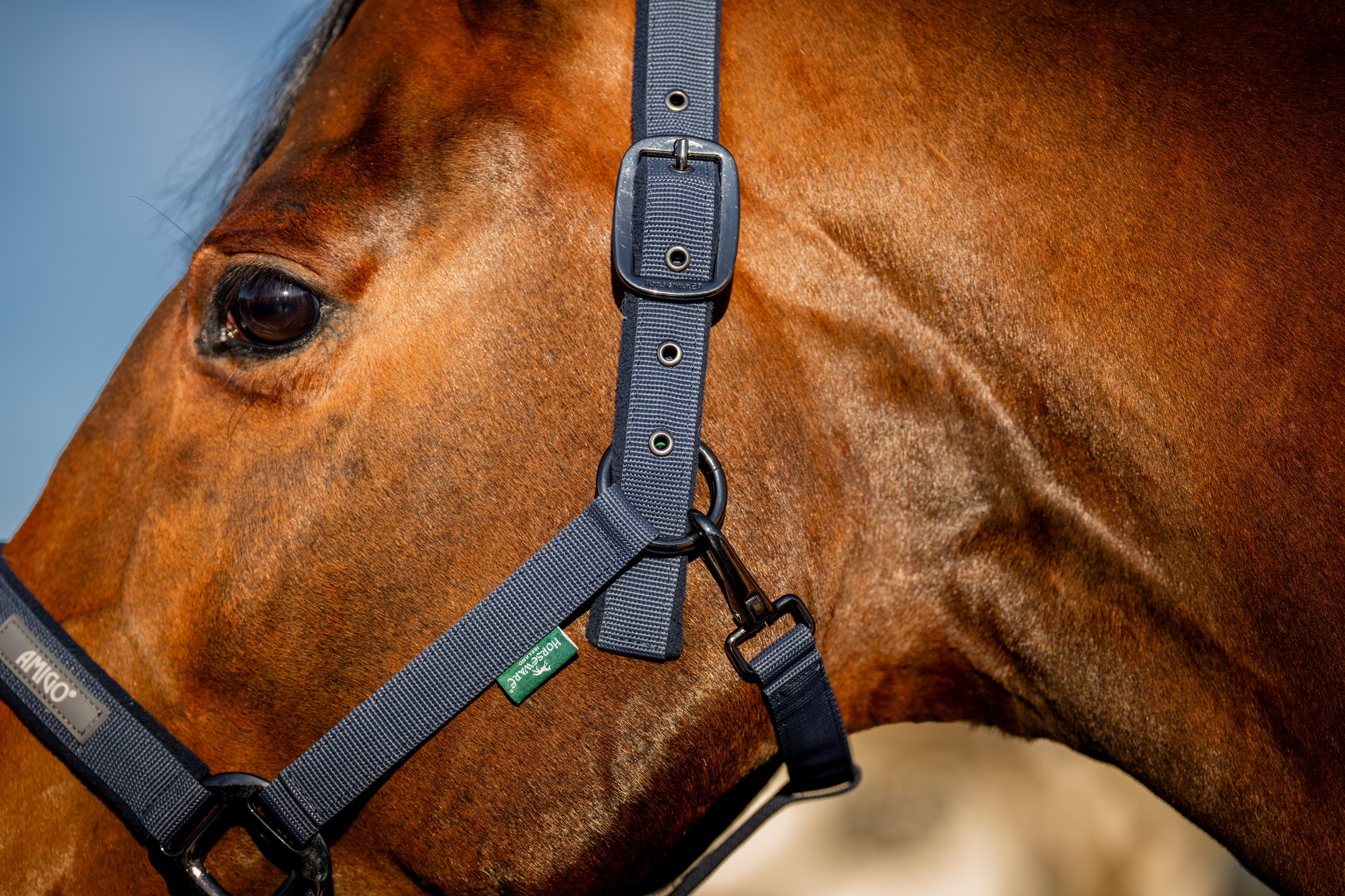 Conjunto de Cabezada y Rienda Amigo de Horseware