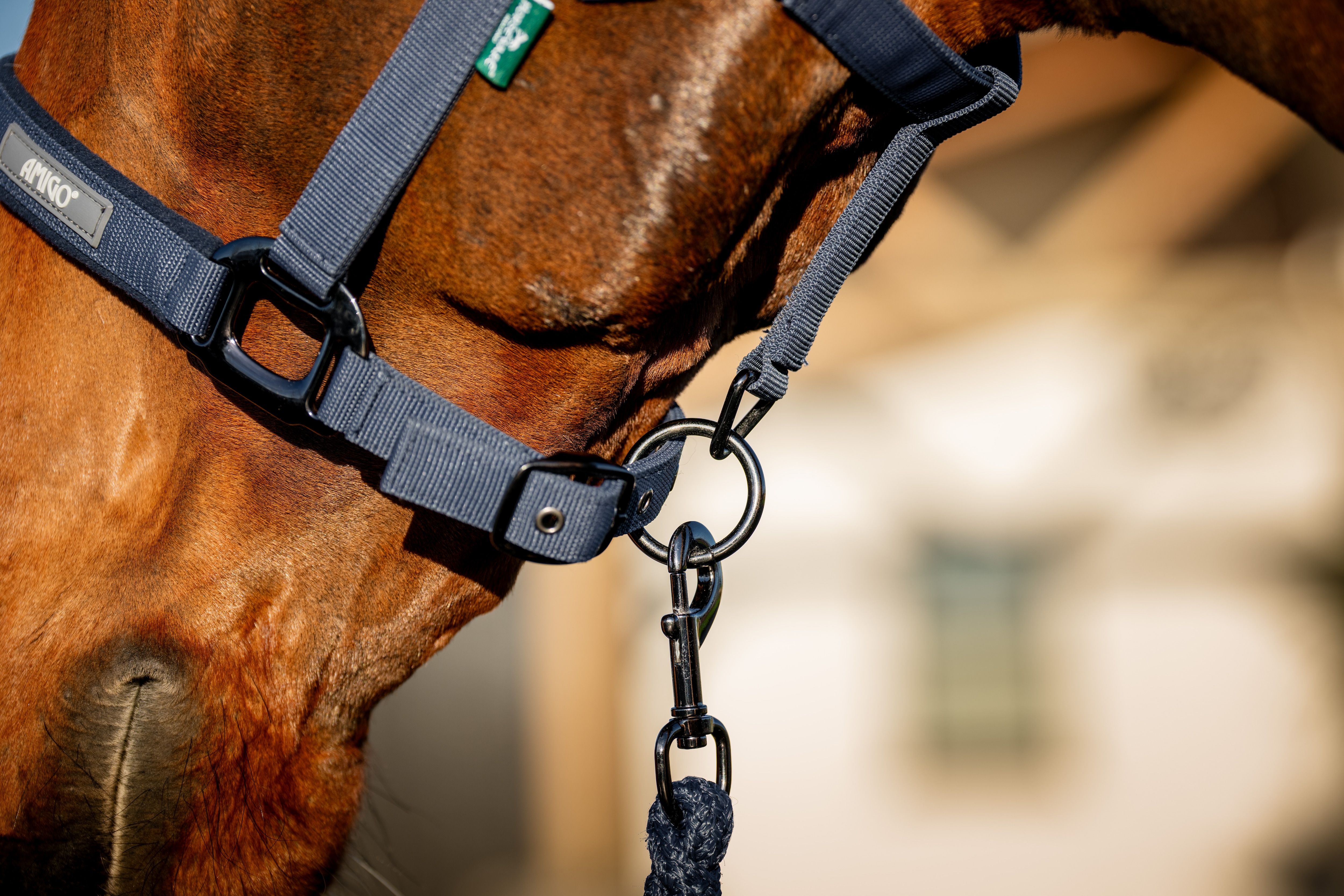 Conjunto de Cabezada y Rienda Amigo de Horseware