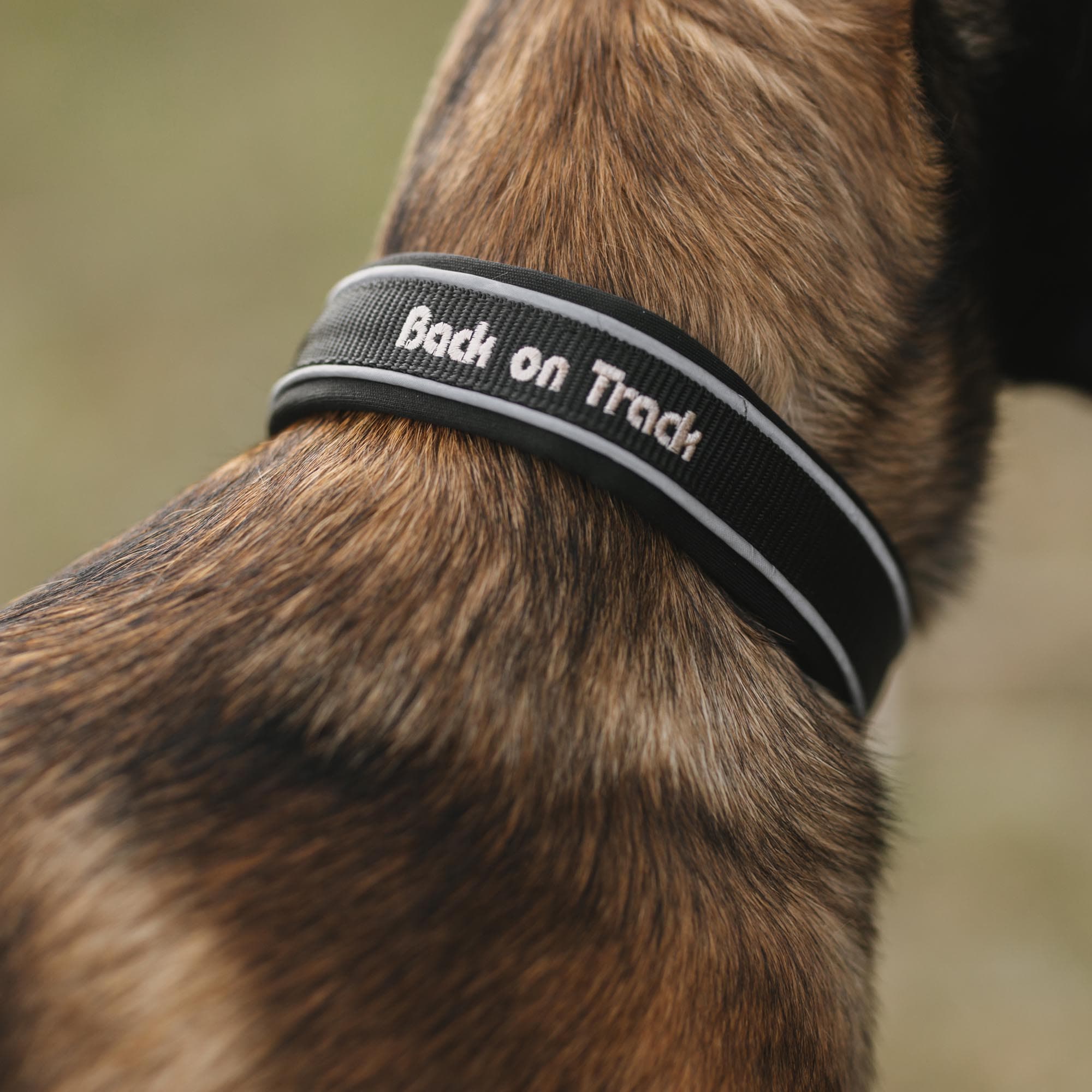 Back On Track Charlie Hundehalsbånd