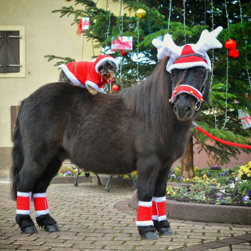 Equithème Noël Trensenüberzüge für Weihnachten