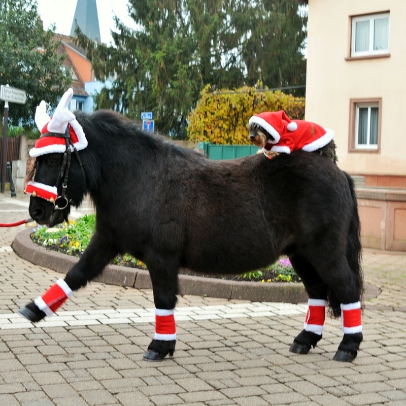 Equithème Noël Trensenüberzüge für Weihnachten