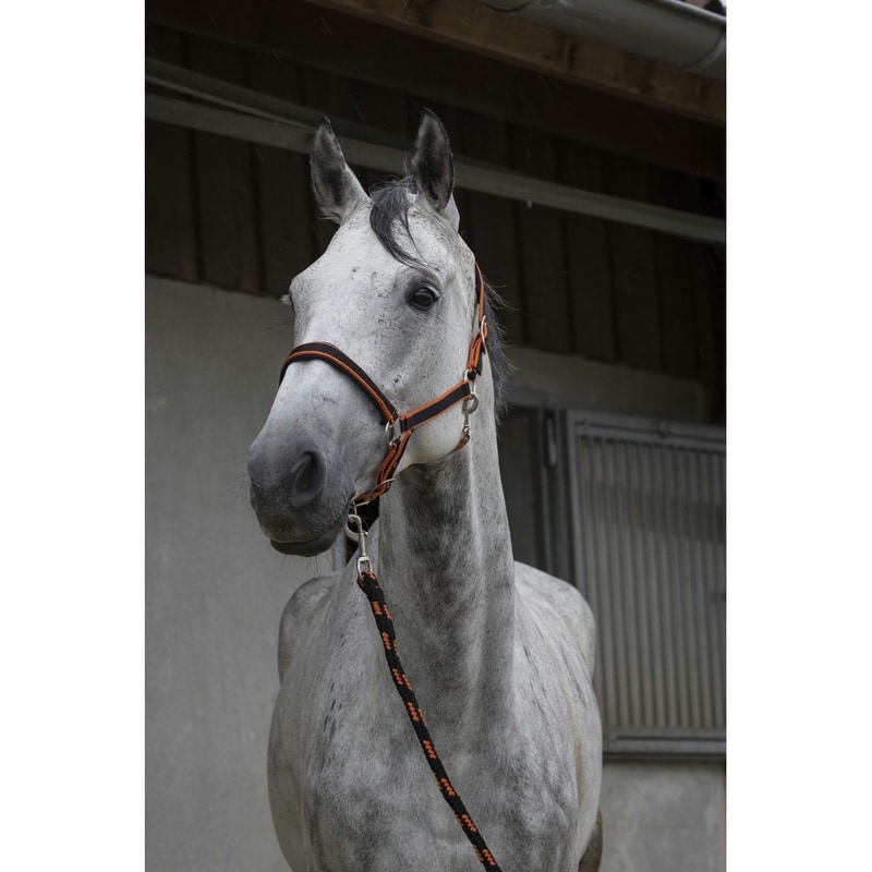 Equithème Satiné Headcollar + Lead Rope