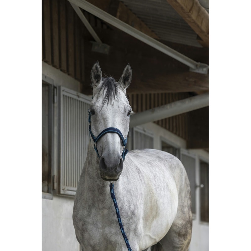 Equithème Satiné Headcollar + Lead Rope