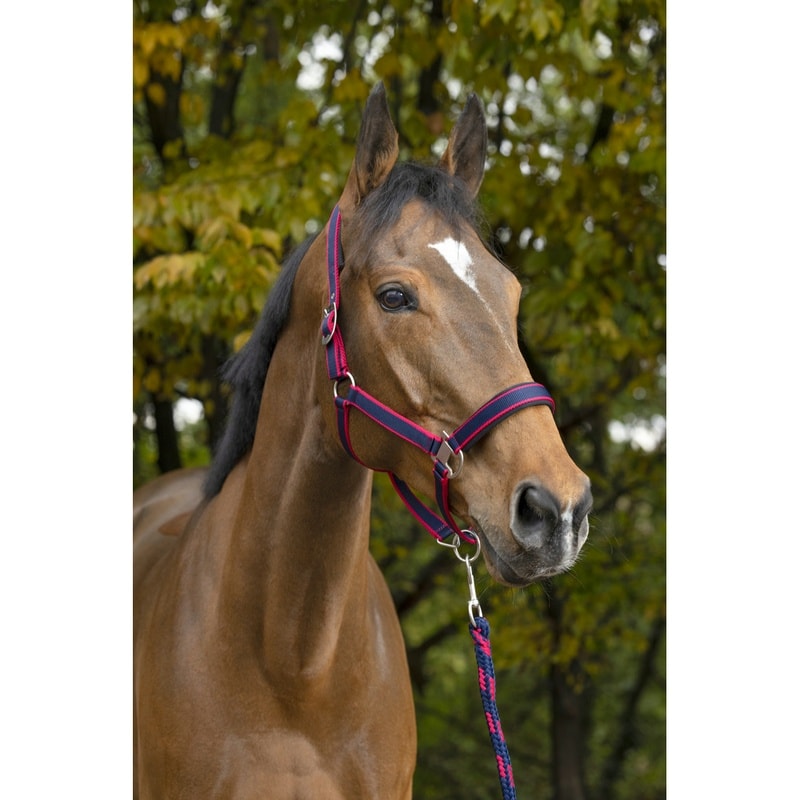 Equithème Satiné Headcollar + Lead Rope