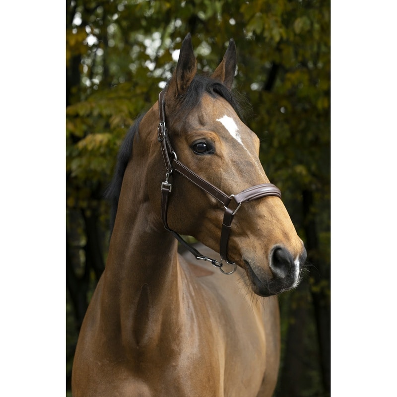 Norton Pro Anatomisches Halfter