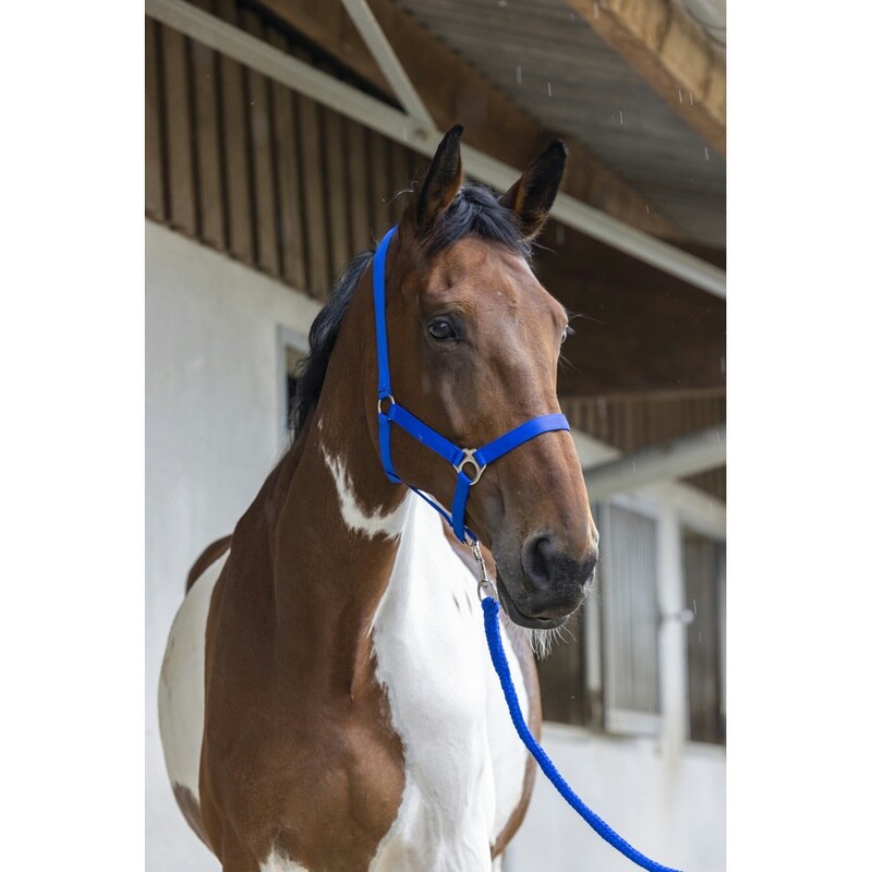 Riding World Club Halfter + Führstrick