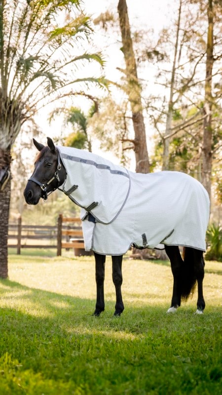Horseware Amigo -kesäloimi Plus
