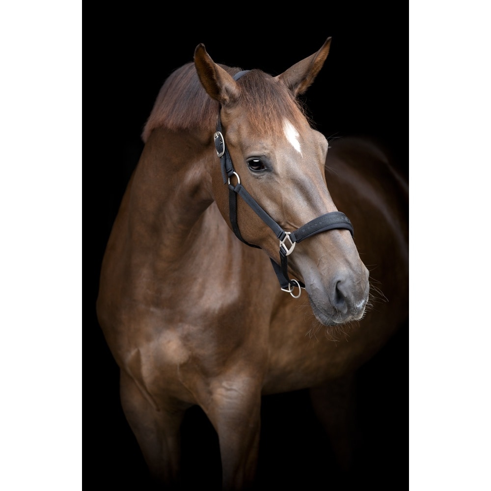 HorseGuard Diya 2.0 Halster