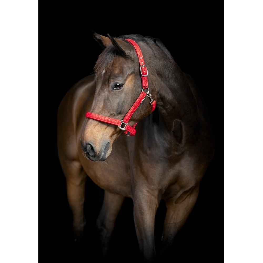 Kantar HorseGuard Jewel