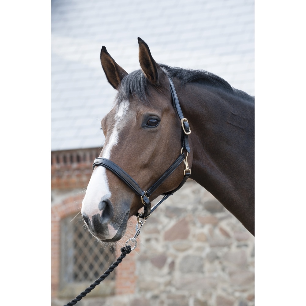 HorseGuard Leather Halter
