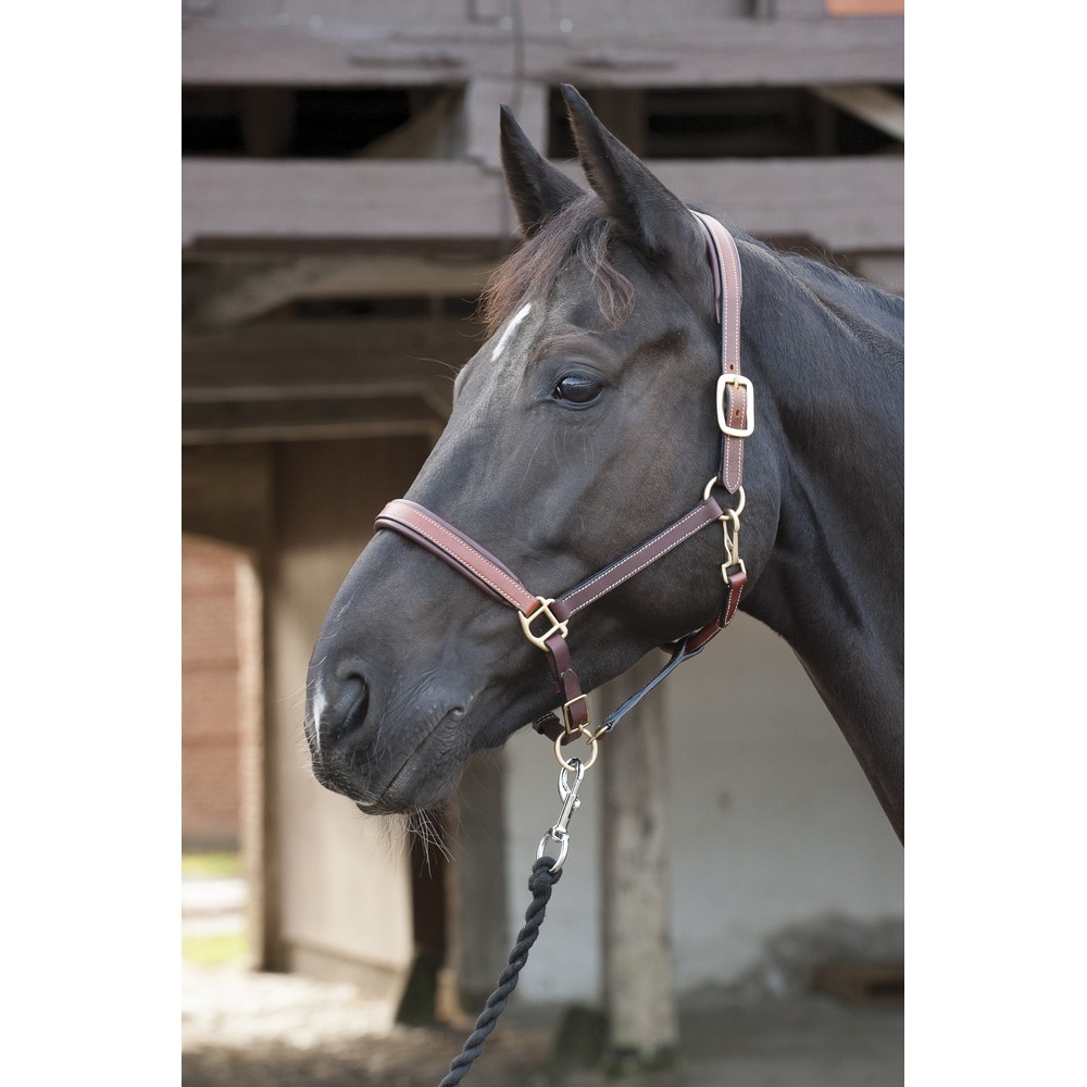 HorseGuard Leather Halter