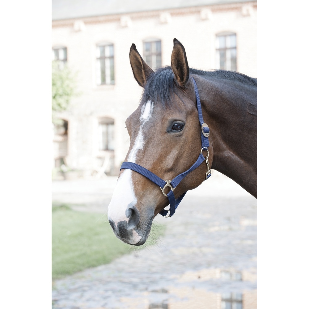 Cabestro básico de nylon HorseGuard