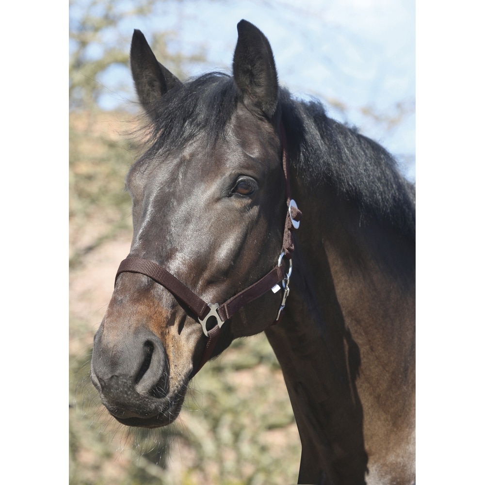 Cabestro básico de nylon HorseGuard