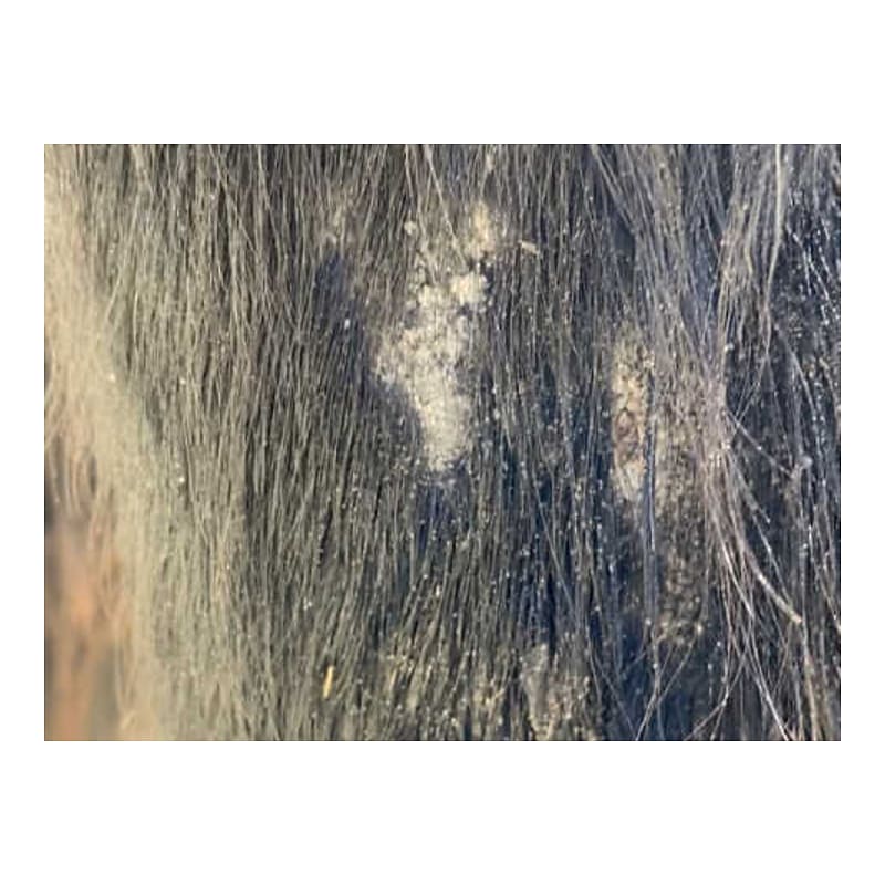 ANIMADERM Shampoo - TEA TREE