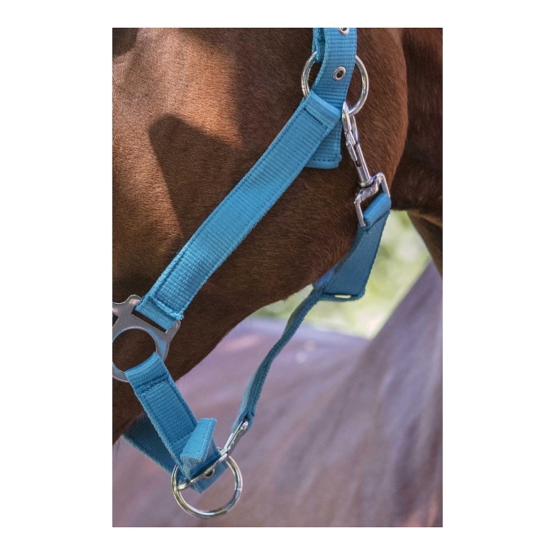 NORTON - Fluo Lined - halster