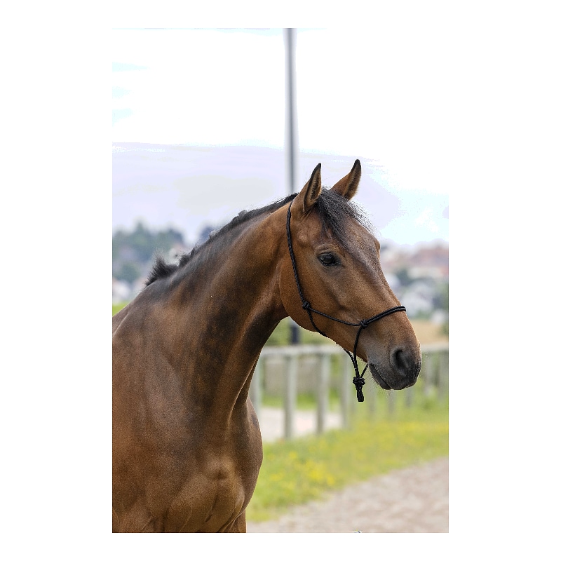 RIDING WORLD - Fine - Ethological headcollar