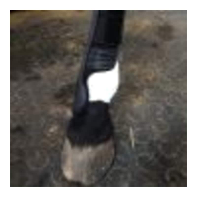 Dr. Horse Urheiluteippi 50mmx4,5m