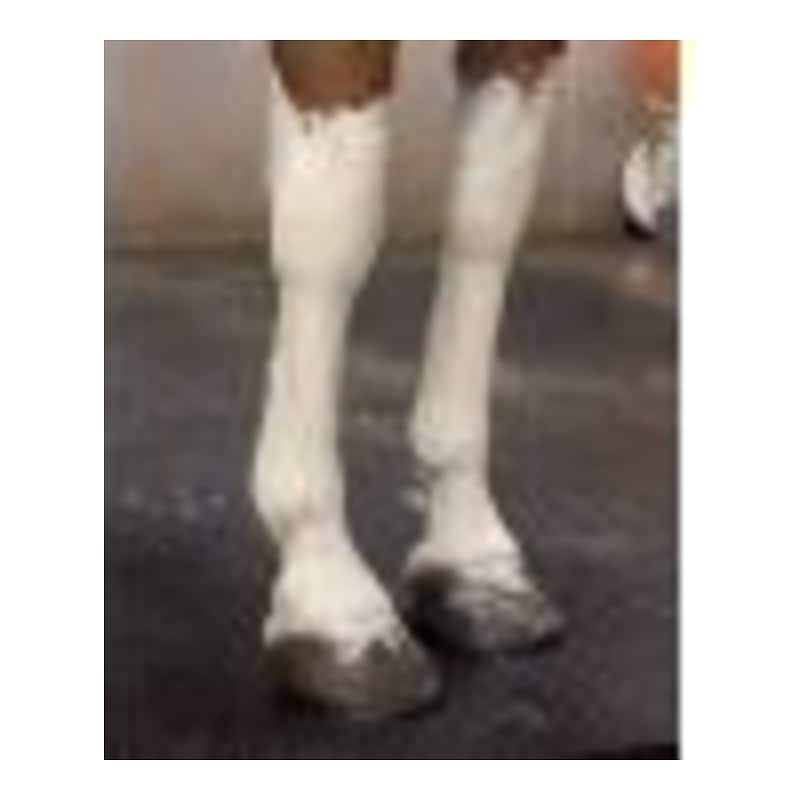 Dr. Horse MSM kylmäsavi 5 kg