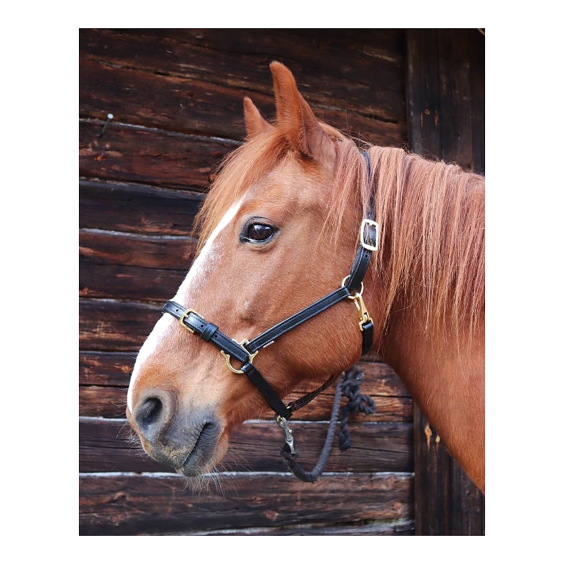 Star Tack Pro Biothane halster 19 mm met gesp op de neusriem