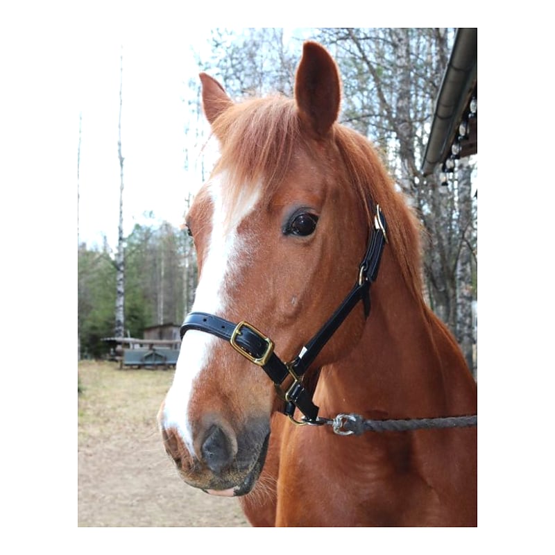 Star Tack Pro Biothane halster 25 mm met gesp op de neusriem