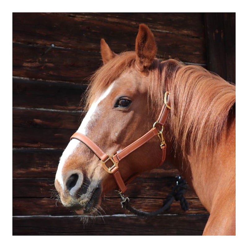 Star Tack Pro Biothane halster 25 mm zonder gesp op de neus