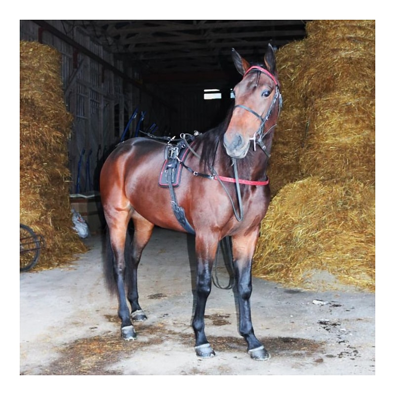 Star Tack Soft Foam Glamour Seletier-Unterlage