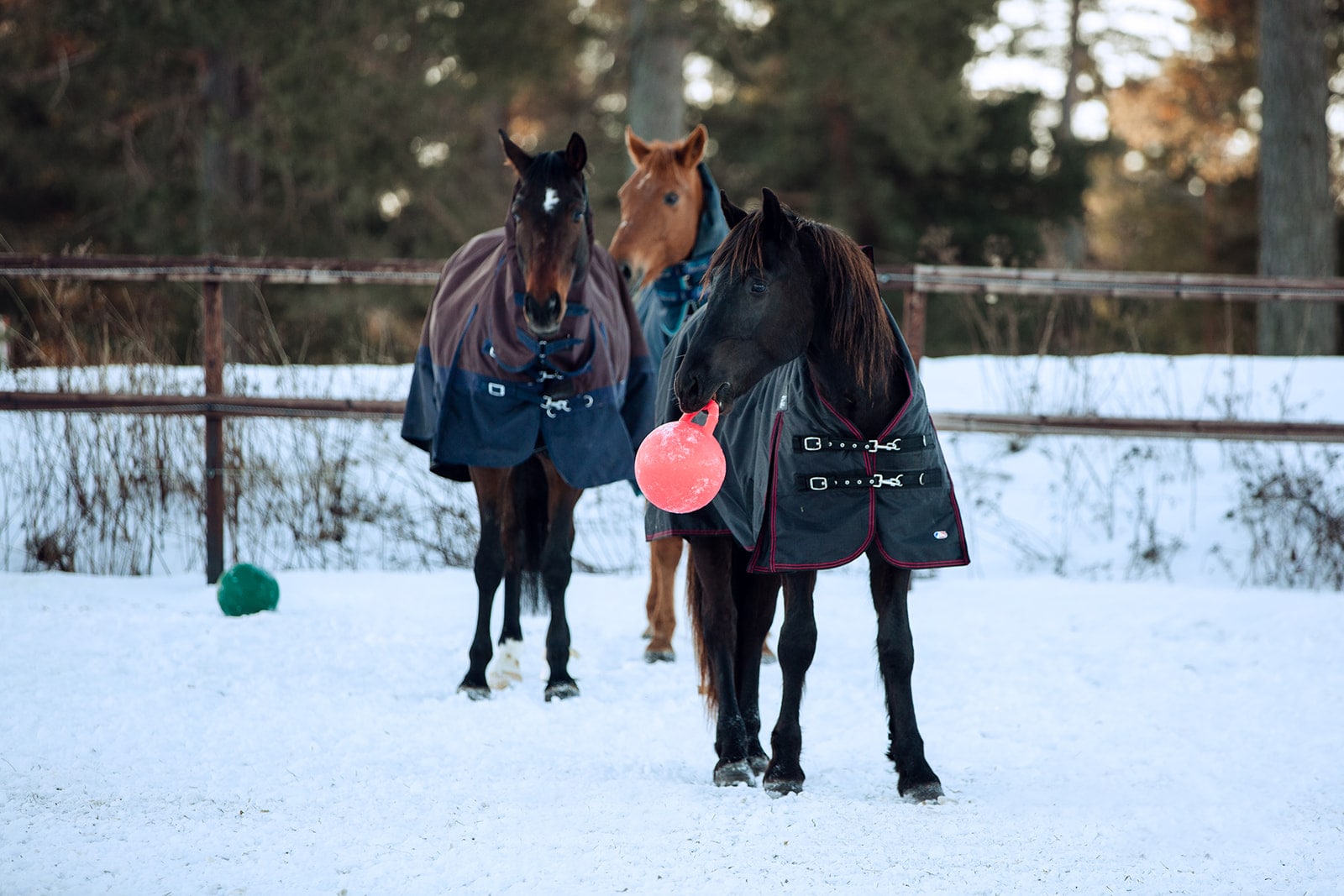 Finntack Pelota de Juego para Caballos