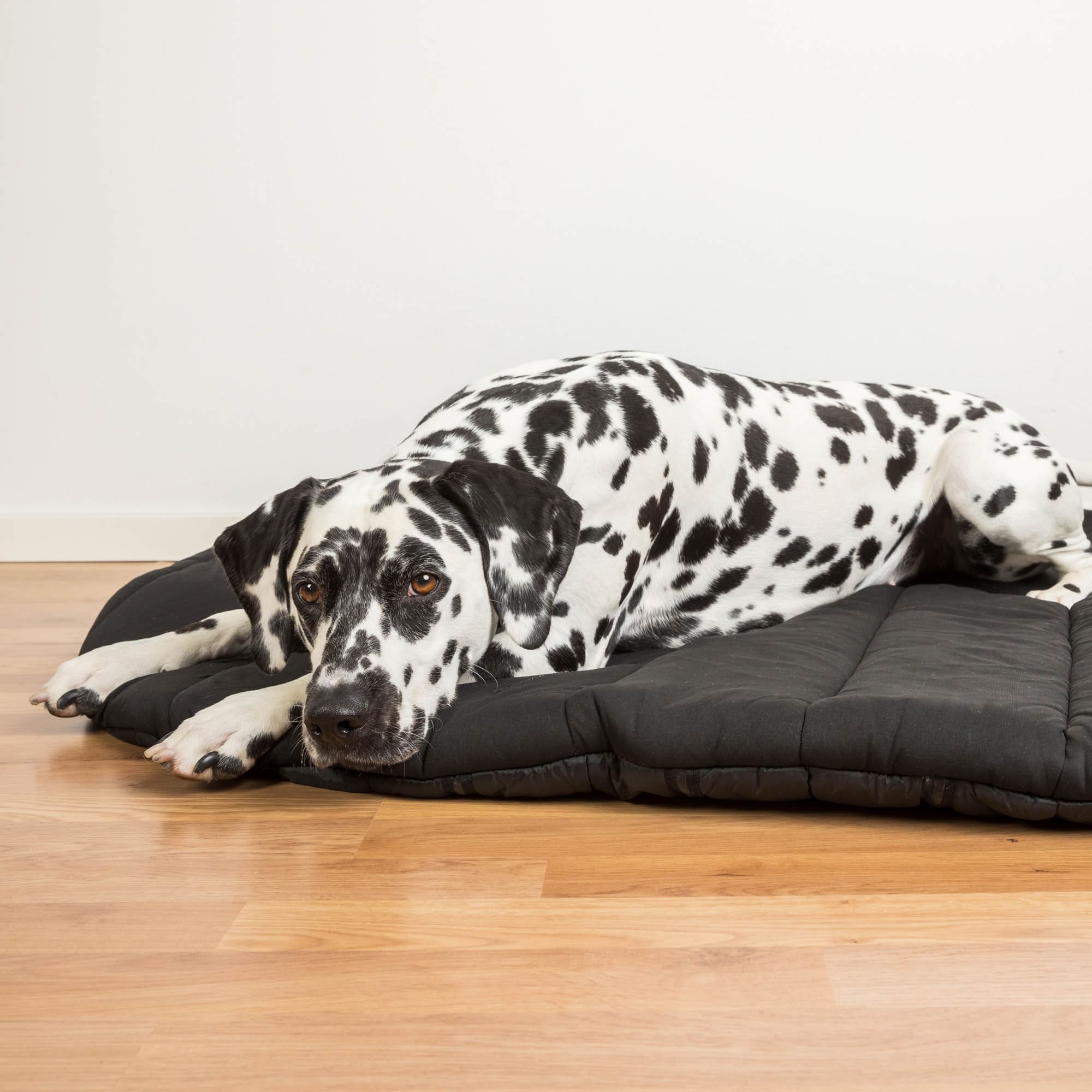 Back On Track koiran matkapatja